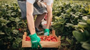 Плюсы и минусы жизни в Черногории для иностранцев и украинцев на временной защите